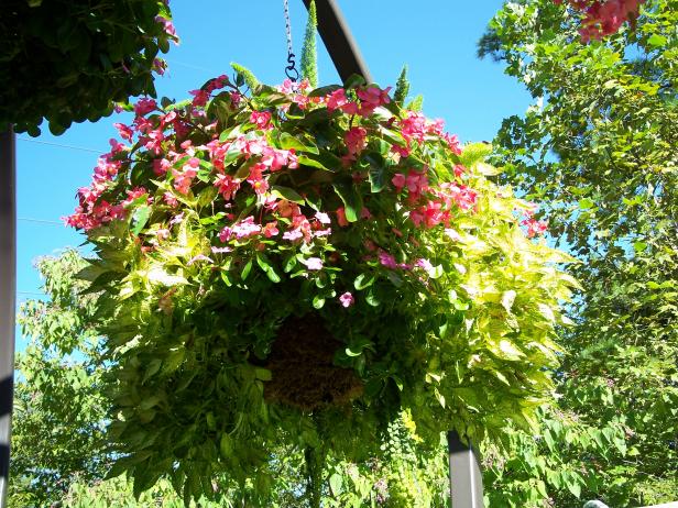 Planting a hanging basket from all sides and not just the top creates a lusher container garden. Planting a hanging basket from all sides and not just the top creates a lusher container garden.