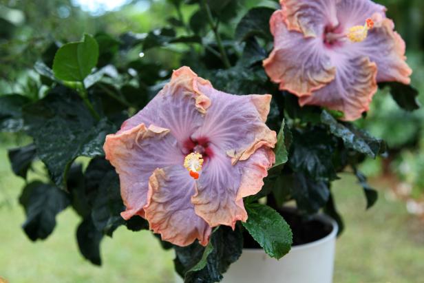 'Monsoon Mixer' Hibiscus 'Monsoon Mixer' Hibiscus