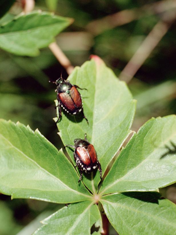 Combat Japanese Beetles in Your Garden | HGTV