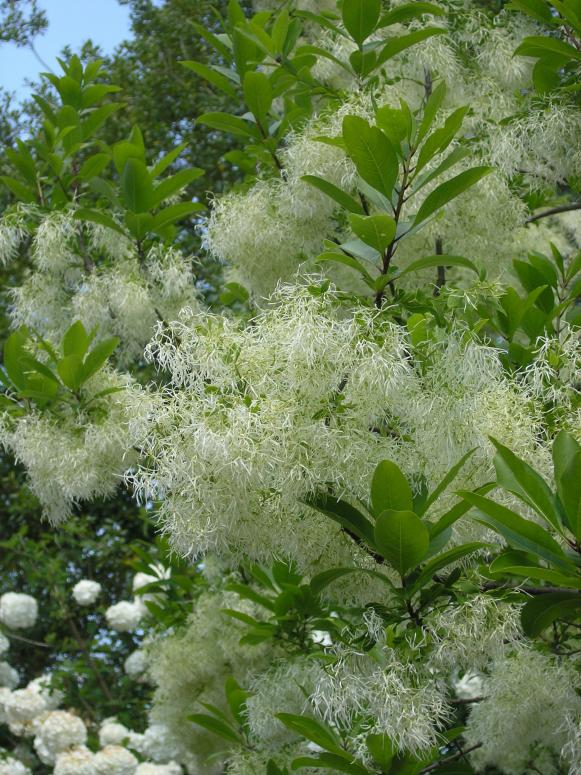 American Fringe Tree American Fringe Tree