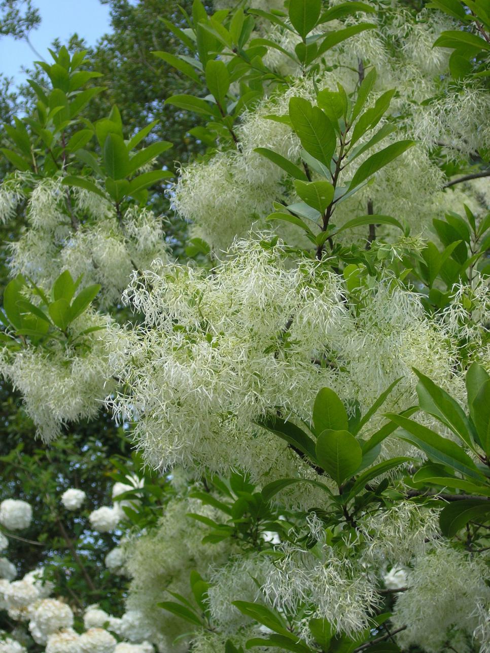 14 Flowering Trees for YearRound Color HGTV
