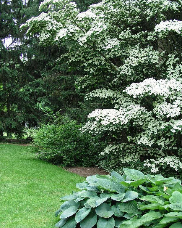 Dogwood and Hosta Dogwood and Hosta