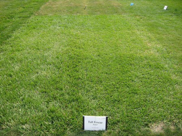 Fescue Fescue
