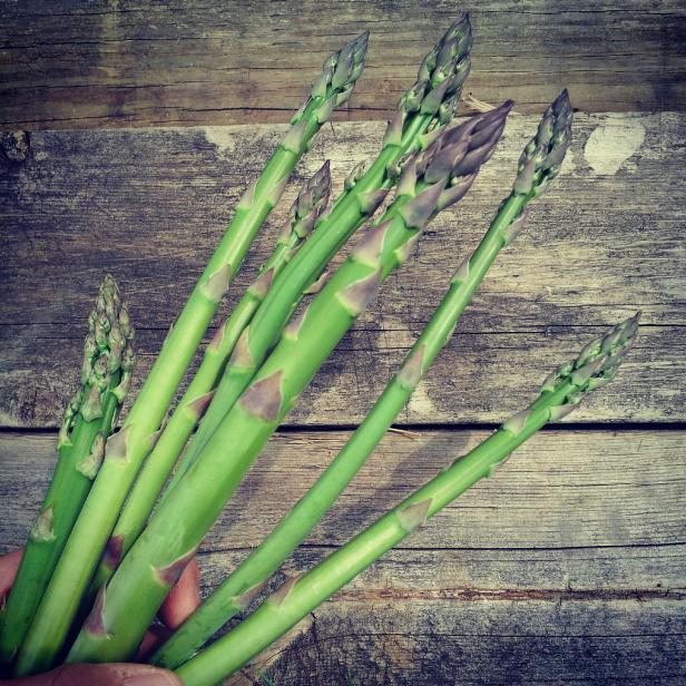 asparagus' 1st pick of the season