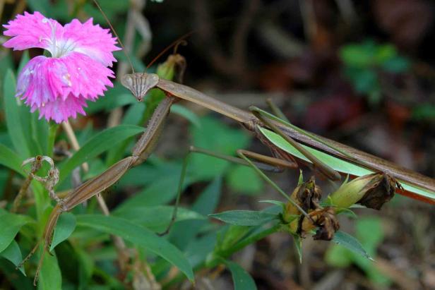 Praying Mantis waiting patiently in the Sweet William Praying Mantis waiting patiently in the Sweet William