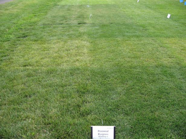Rye Grass Rye Grass
