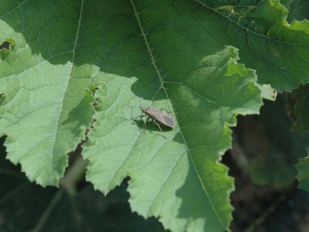 Squash Bug Squash Bug