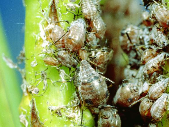 Aphids Aphids