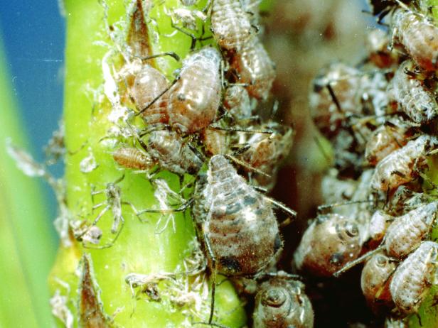 Aphids Aphids