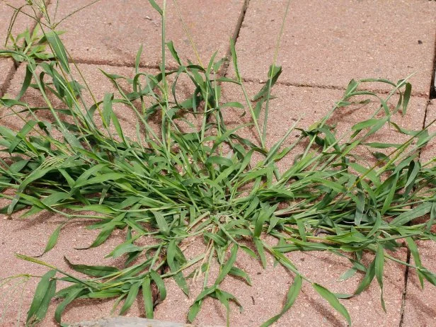 Crabgrass