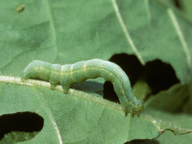 Cabbage Looper Caterpillar Cabbage Looper Caterpillar