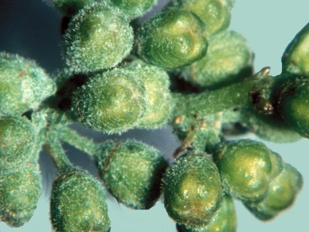 Powdery Mildew Powdery Mildew