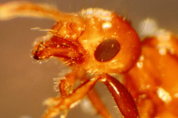 RIFA--Red Imported Fire Ant