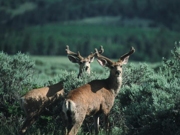 Deer Deer