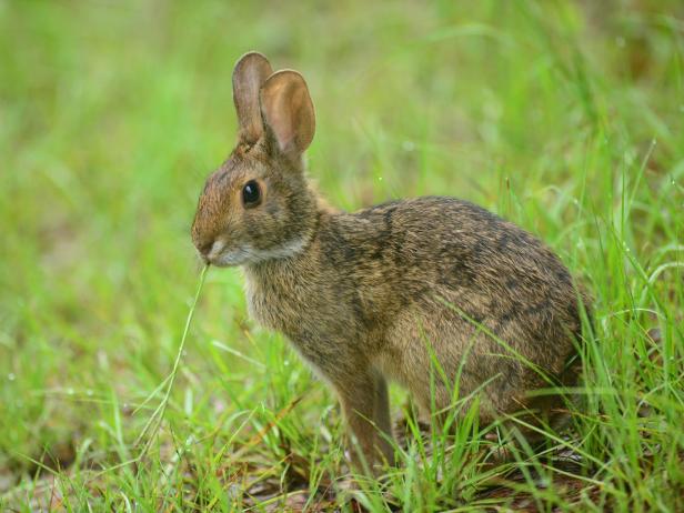 Eastern Cottontail Rabbit Eastern Cottontail Rabbit