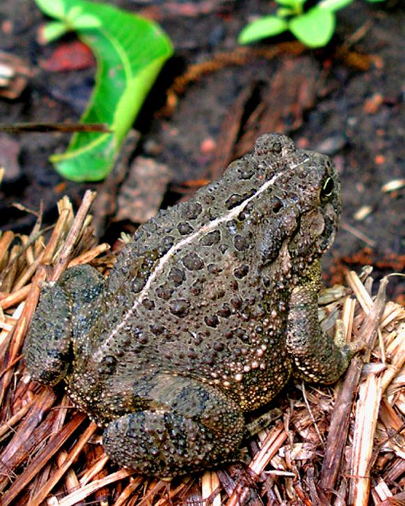 American Toad American Toad