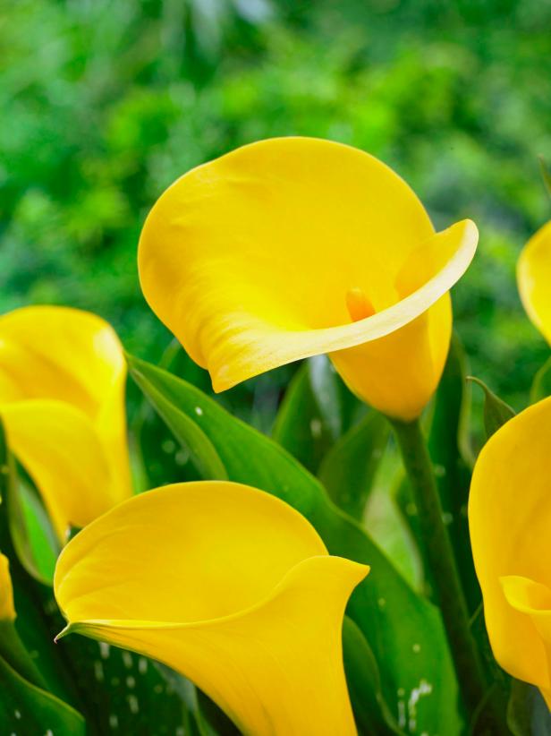 Calla Zantedeschia 'Sunshine' Calla Zantedeschia 'Sunshine'