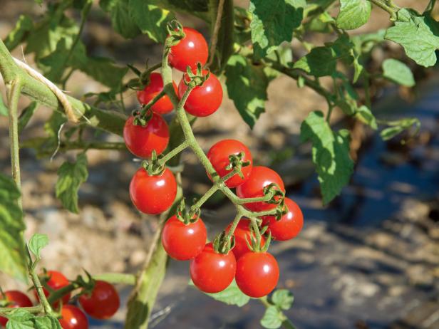 'Jasper' Cherry Tomato 'Jasper' Cherry Tomato