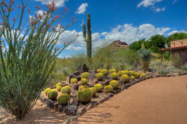 Desert Botanical Garden Desert Botanical Garden