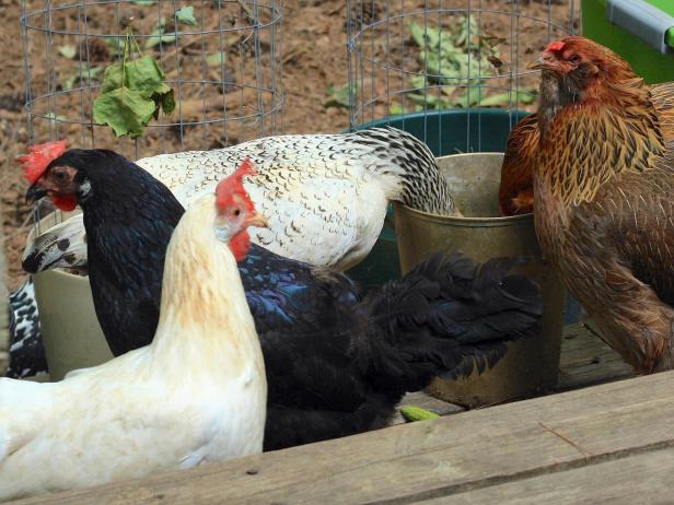 Chickens beating the heat with a cool drink of water from an unused planter. Chickens beating the heat with a cool drink of water from an unused planter.