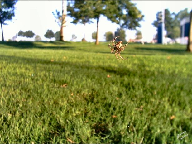 As a pest deterrent in the garden, spiders are arachno-fabulous. As a pest deterrent in the garden, spiders are arachno-fabulous.