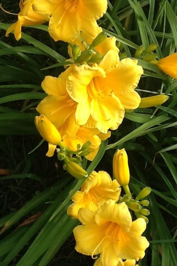 Day lilies are great fillers for flower beds, makes for less Day lilies are great fillers for flower beds, makes for less