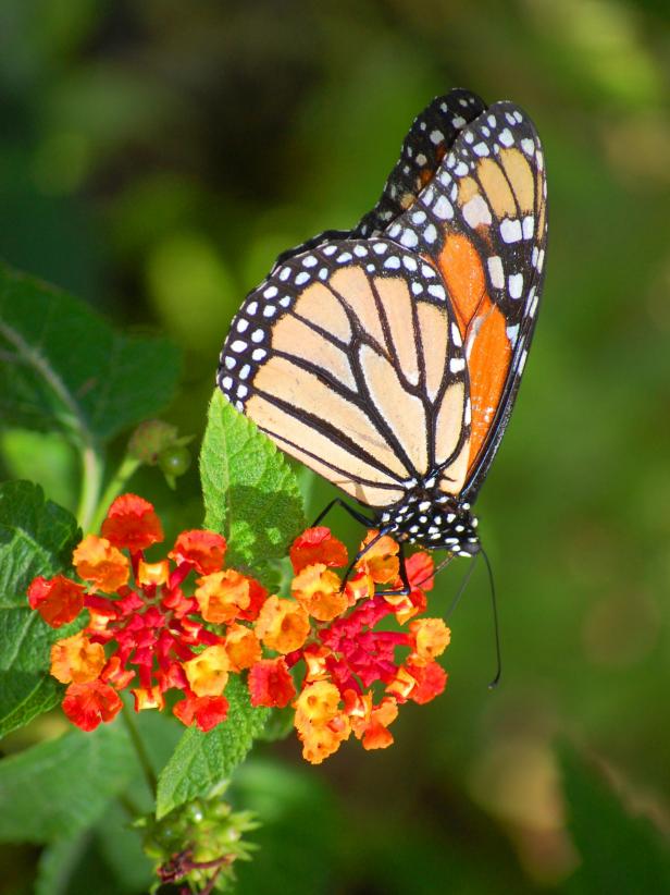 Butterflies To Look For In Your Garden 