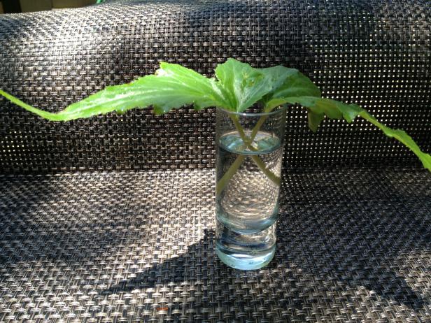begonia cutting in water begonia cutting in water