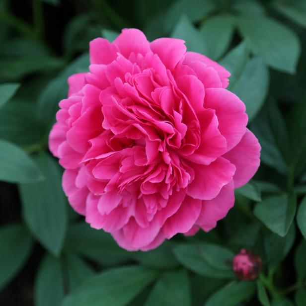 'Felix Crousse' Peony 'Felix Crousse' Peony