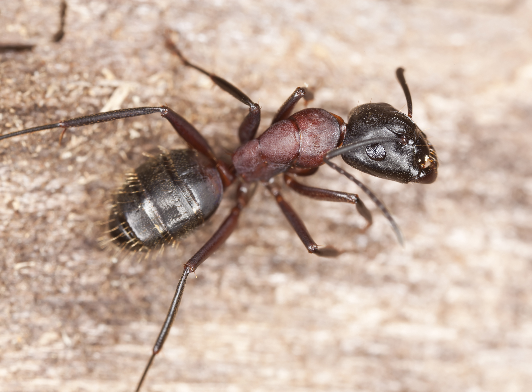 winged carpenter ants