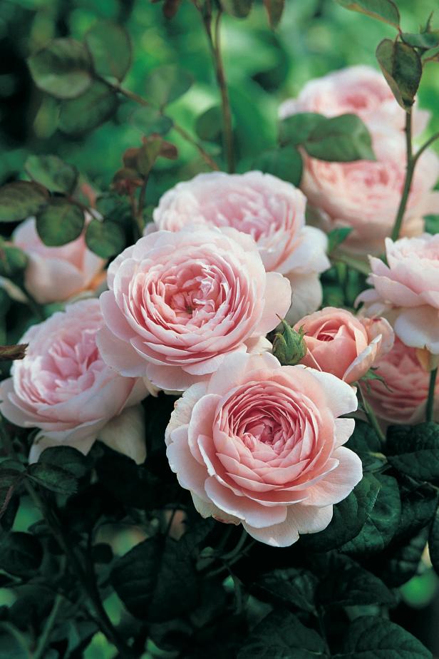 David Austin light pink rose 'Queen of Sweden' (Austiger) David Austin light pink rose 'Queen of Sweden' (Austiger)