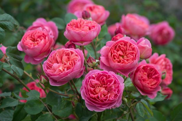 'Boscobel' (Auscousin) 'Boscobel' (Auscousin)