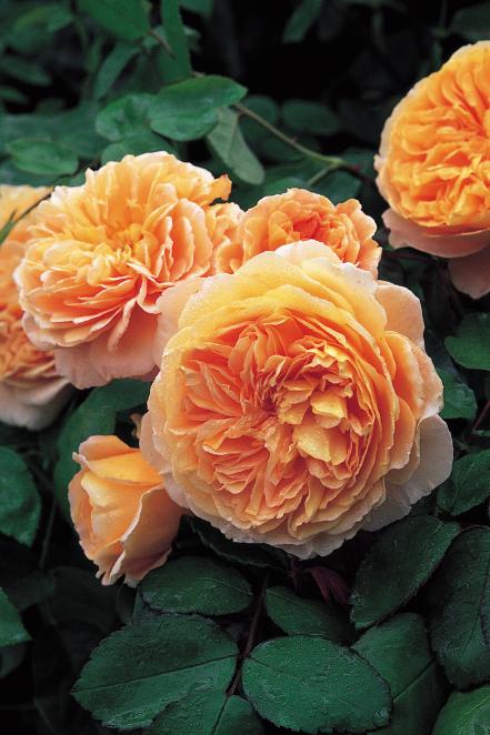 'Crown Princess Margareta'