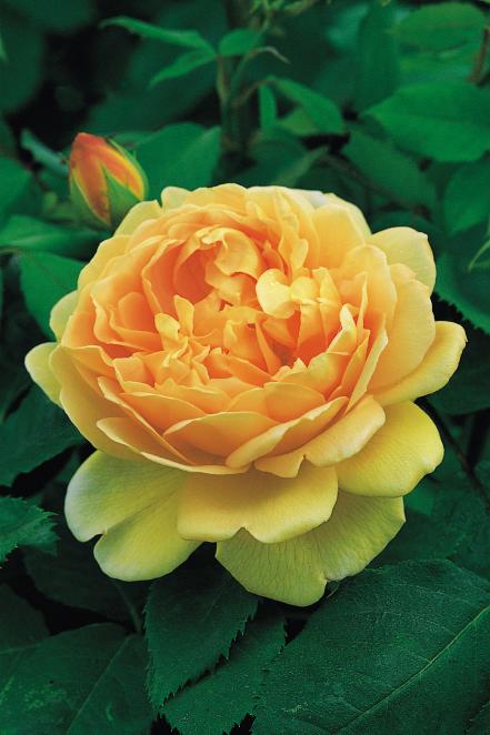 'Golden Celebration'