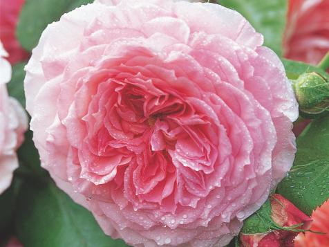 Caring for Your English Roses