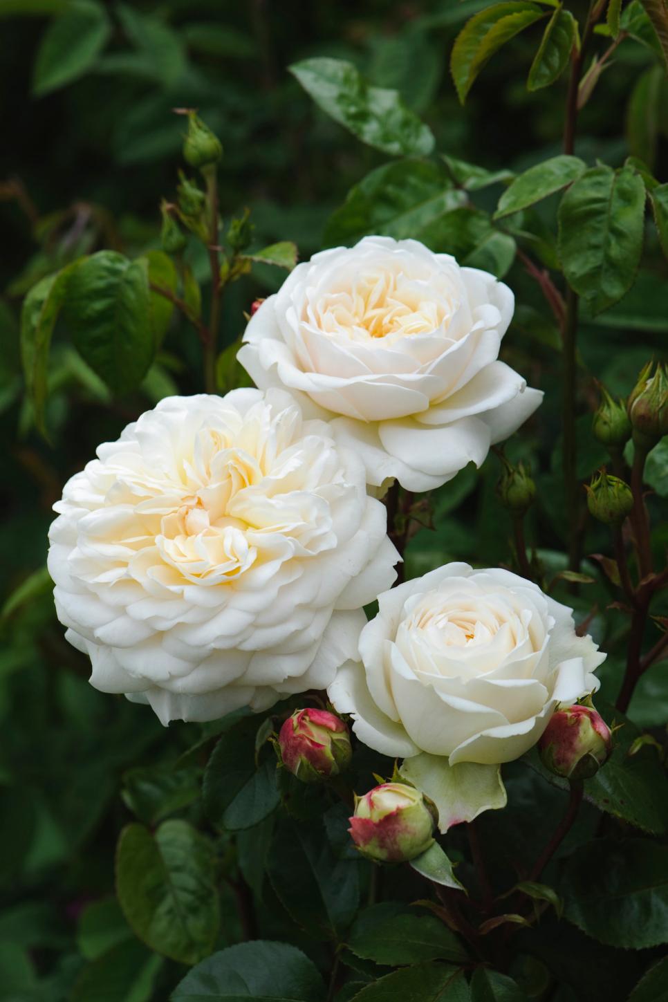 The Most Popular English Roses in America | HGTV