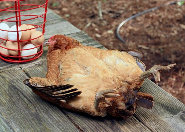 Hypnotized chicken. Hypnotized chicken.