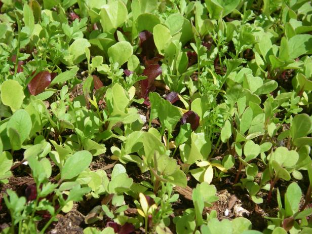 Mesclun Sprouts Mesclun Sprouts