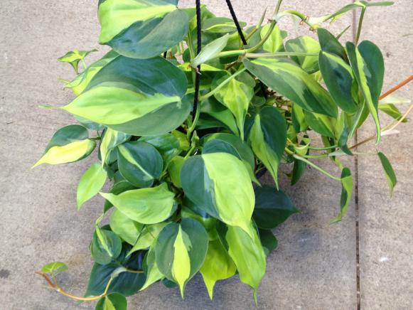 Heartleaf Philodendron IMG_1983 Heartleaf Philodendron IMG_1983