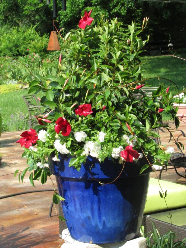 Sun Parasol Crimson mandevilla with white Surfinia petunias Sun Parasol Crimson mandevilla with white Surfinia petunias