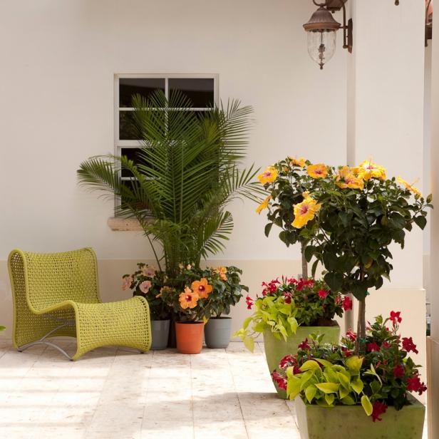 Tropic Escape Collection from Costa Farms Tropic Escape Collection from Costa Farms