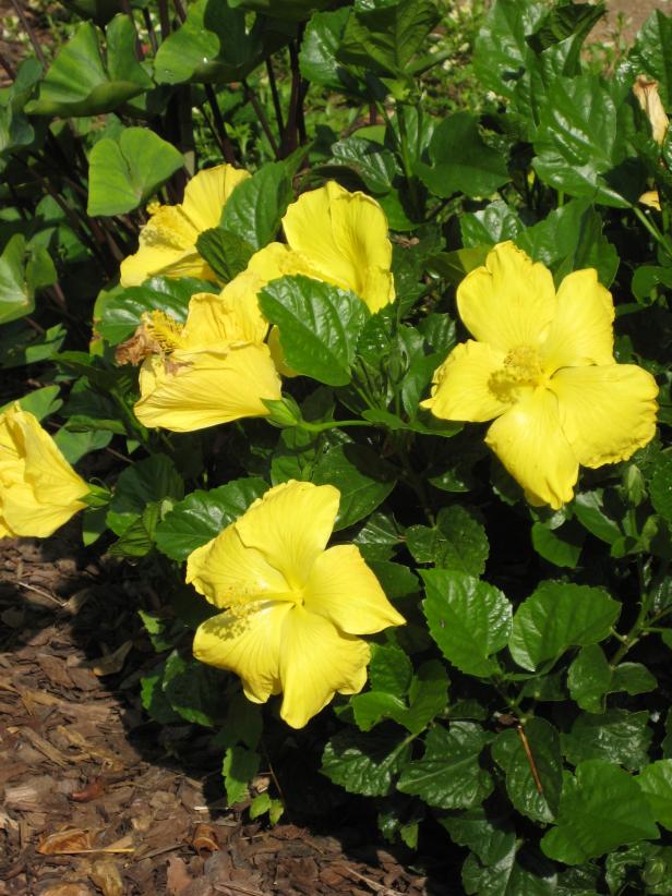 Nothing says summer like one of the many varieties of yellow tropical hibiscus. Nothing says summer like one of the many varieties of yellow tropical hibiscus.