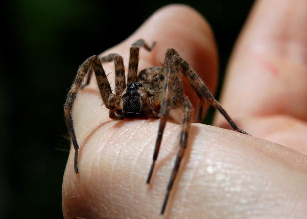 Wolf Spider Wolf Spider