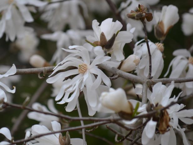 'Royal Star' Magnolia 'Royal Star' Magnolia