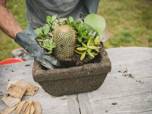 Dramatically shaped succulents make for a beautiful contrast to the textured look of your hypertufa.