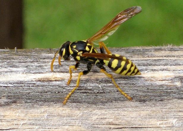 Unlike honeybees, yellow jackets can sting repeatedly when provoked. Unlike honeybees, yellow jackets can sting repeatedly when provoked.