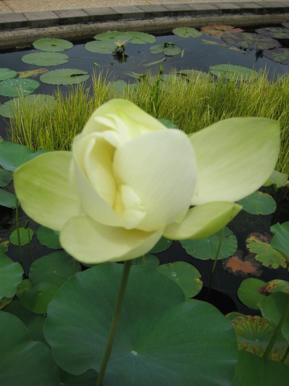 The creamy white blossom of a lotus not only is dramatic but also fragrant to boot. The creamy white blossom of a lotus not only is dramatic but also fragrant to boot.