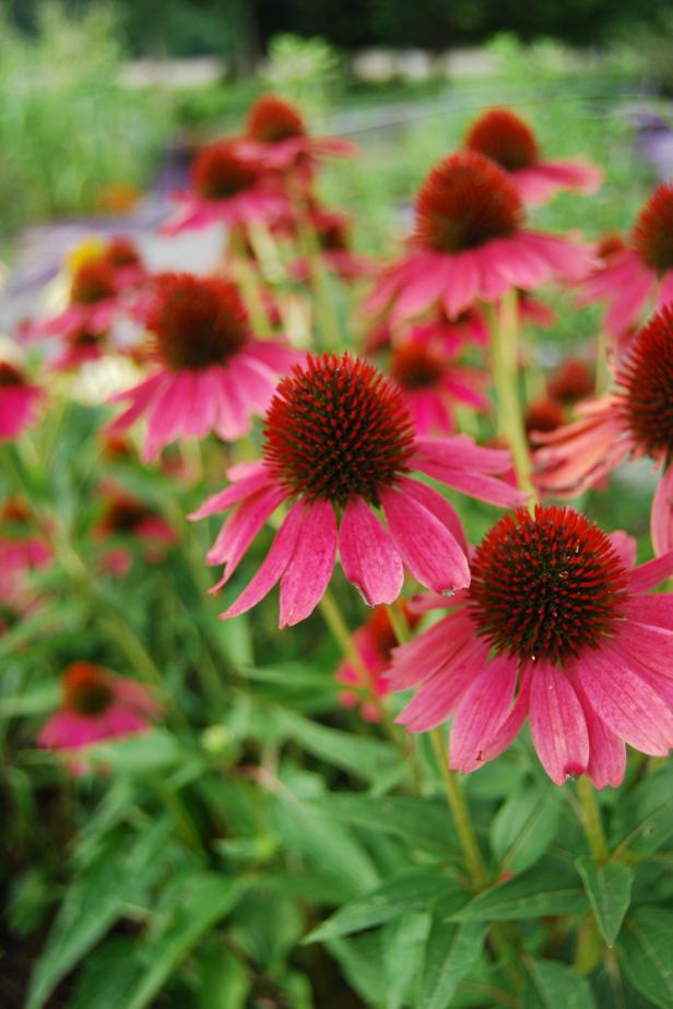 Coneflower Coneflower