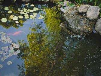 koi pond