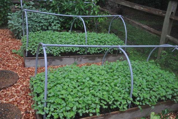 Buckwheat as a summer cover crop in the veggie garden Buckwheat as a summer cover crop in the veggie garden